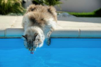 Dehydration in cats - thirsty cat