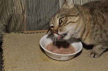 Hank the cat is enjoying Tuna.