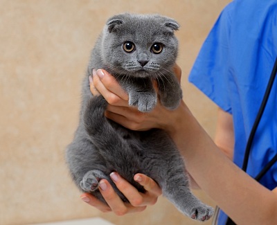 Kitten with diabetes being examined by veterinarian