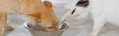 Cat and dog eating from the same bowl. Dog food is nutritionally inadequate for cats.