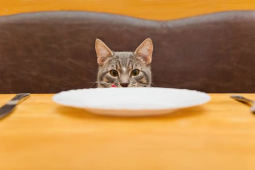 cat waiting for dinned according to his schedule