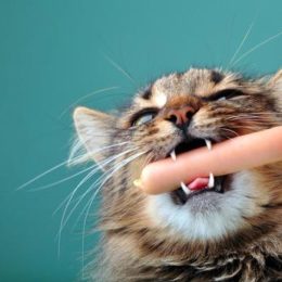 Cat feeding mistakes - eating sausage.