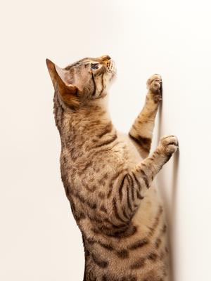 Cat reaching up