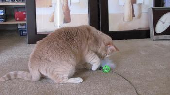 A tan cat being played with a toy at the end of a wand to show that playing is the most effective method of reducing excessive meowing in cats.