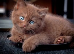 Chocolate brown kitten with blue eyes sitting on a black pet bed