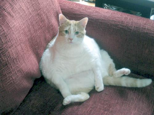 Fat cat Moe