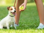 Best activities to solve dog behavior problems