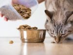 The easy and healthy weight loss in cats