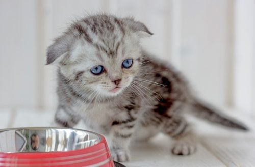 Grey kitten next to a red bowl of water