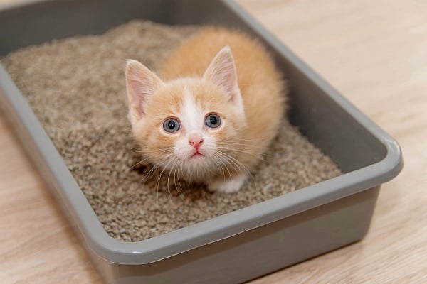 Orange kitten sitting in a litter box seemingly wondering about Clumping vs non-clumping litter.