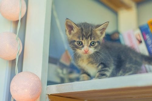 Grey kitten up on a light blue bookshelf looking down with round lights on the left