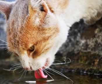 Cat drinking excessively
