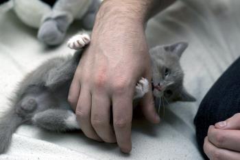 Hand wrestling with a kitten. It reinforces play aggression in cats.