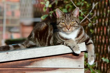 male cat lying on top of dog house