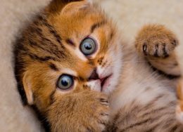 Orange kitten with light green eyes looking scared as they may have an anal sac problem