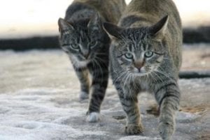 neigborhood cats may not be so welcoming