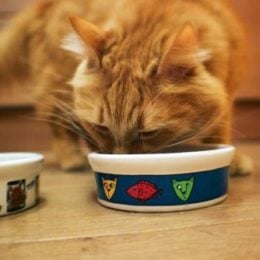 Orange cat eating dry food