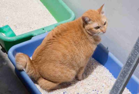 ginger cat straining to urinate and peeing blood in a litter box