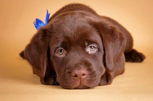 Chocolate Labrador Retriever puppy laying down and looking sad on an orange background