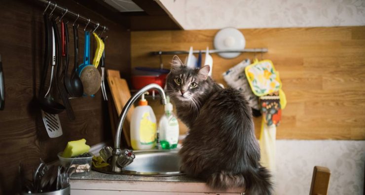 Forest cat on a kitchen counter besides sink