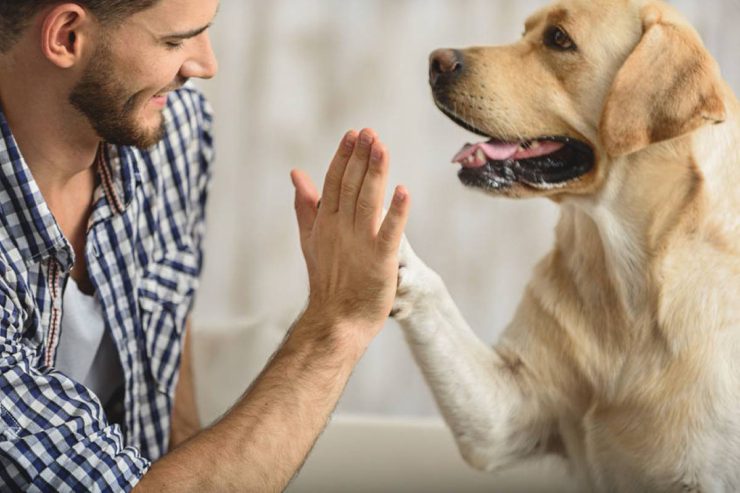 man gives dog a high five to calm her