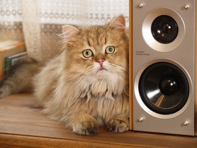 cat listening to audio speakers