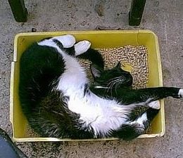 Cat napping in a clean litter box.