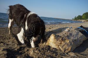 dog digging sea shore during a walk