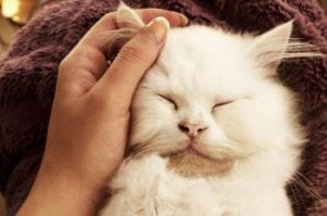 A hand petting white cat