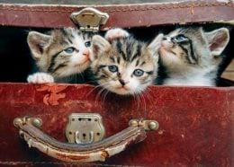 Kittens in a suitcase going on vacation