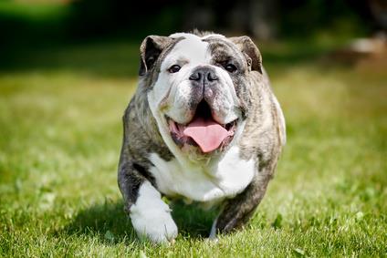 Obese English bulldog