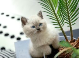 White siamese cat staring at a fern plant about to eat it