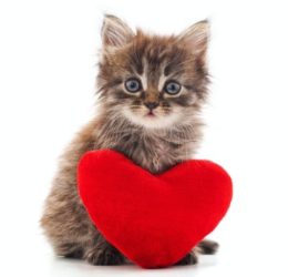 Male kitten in heat with red heart