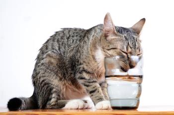 Cat drinking water from a glass
