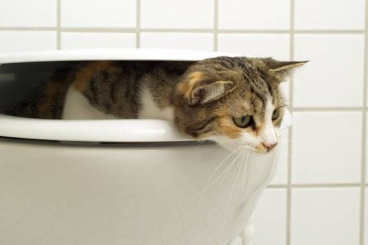 cat climbing out of toilet after drinking toilet water