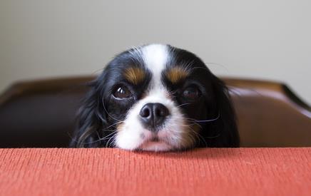Cavalier King Charles Spaniel dog begging for food at the table