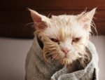How To Bathe A Cat: 7 Tips