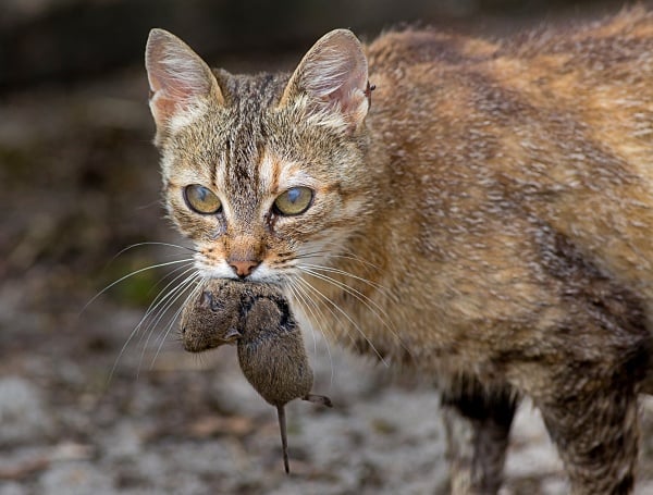 Tan feral cat with a dead mouse in it's mouth showing that cats are excellent predators of rodents
