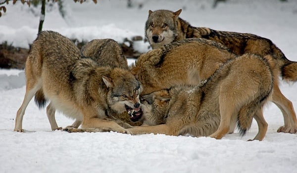 A pack of wolves baring their teeth showing they could be one of cats worst enemies, but they actually aren't.