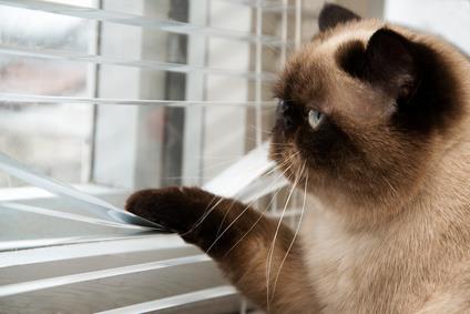 Cat afraid of vistors and looking outside through window blinds