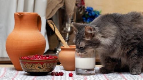 A cat drinking milk from a glass on table
