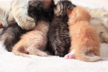 Kittens suckling their mother