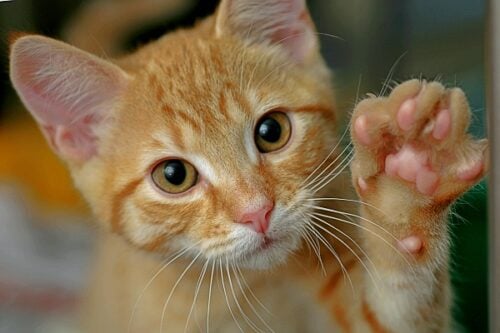 Orange cat with their left paw raised showing their pads and whiskers