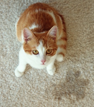 Cat peeing outside on carpet