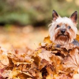 female dog in autumn leaves