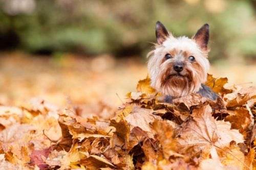 female dog in autumn leaves