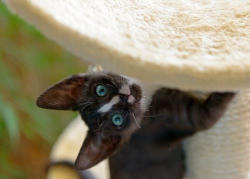 Black and white kitten climbing a cat tree