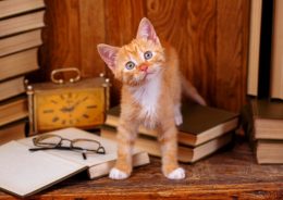 Orange tabby kitten on a desk with books and an old clock