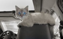 Light grey kitten with blue eyes sitting on the top of a car seat's headrest wondering what the top tips are for traveling in a car