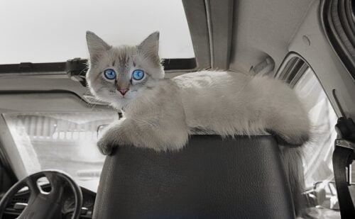 Light grey kitten with blue eyes sitting on the top of a car seat's headrest wondering what the top tips are for traveling in a car